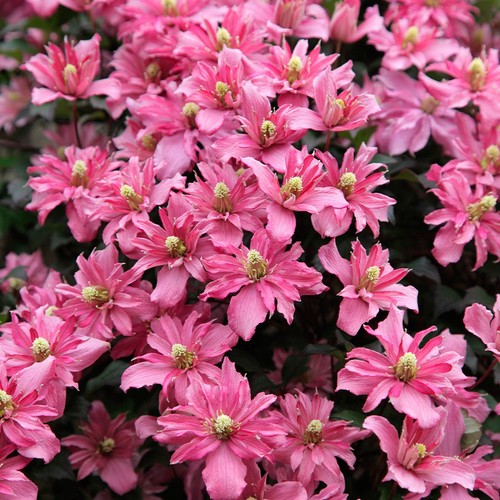 Clematis broughton star seeds - clematis,,