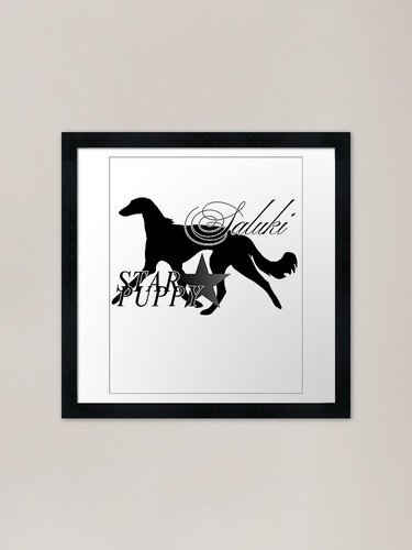 Proud akc saluki - proud, puppy