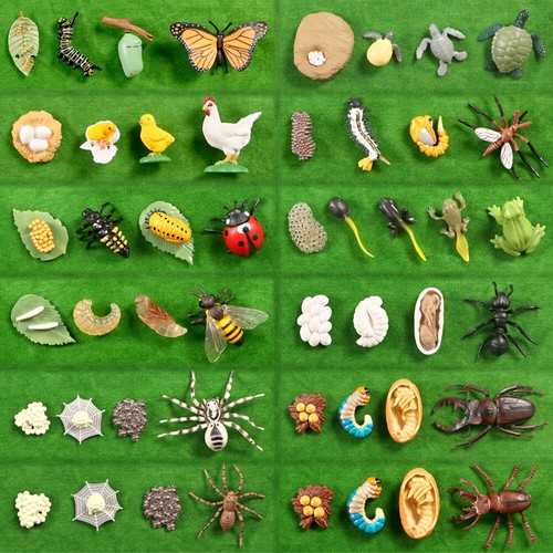 Life cycle butterfly ladybug - butterfly,