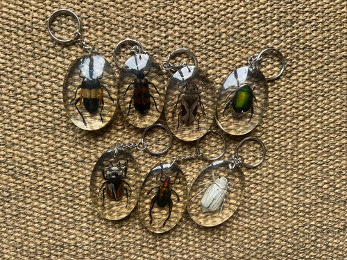 Real beetle bug - real,