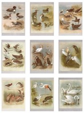 Bird,Prints,Cormorant,Mute