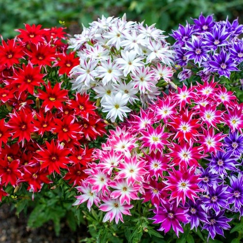 Plant pot phlox twinkle - ,