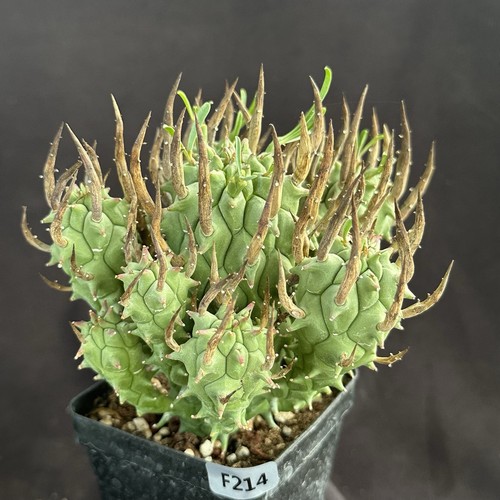 Euphorbia schoenlandii seed - euphorbia,