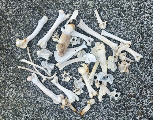 Sheep bones taxidermy - , art