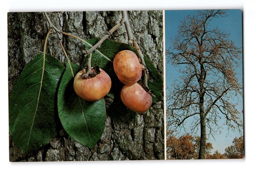 American persimmon tree - persimmon, and