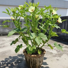 Okra Seeds, Ladis Finger Best