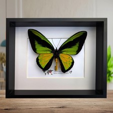 Ornithoptera goliath procus