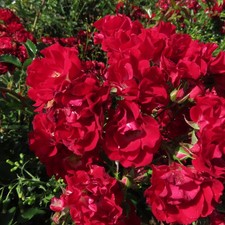 Rambling Rosie - 5.5lt Potted Repeat Rambling Garden Rose - Bright Red