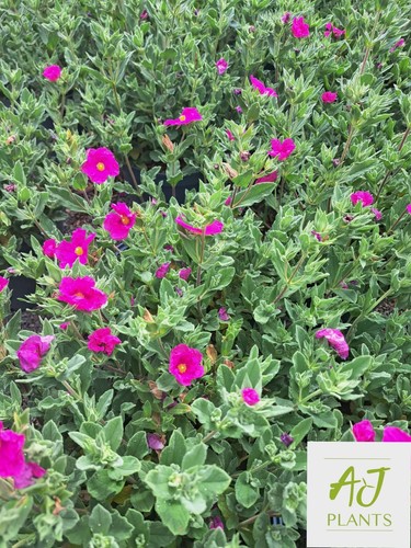 Cistus pulverulentus sunset - cistus,