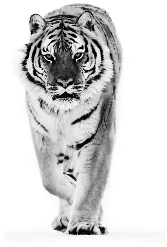 Ikea bjorksta tiger - tiger, large