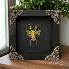 Real Framed Mantis Taxidermy