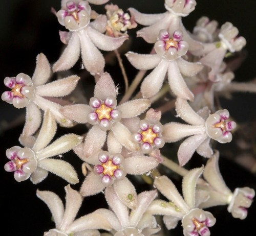 Hoya curtisii stem cutting - stem,