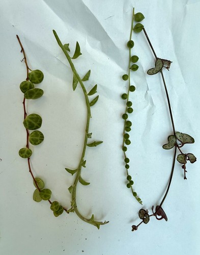 Hanging plant fresh - 4x,