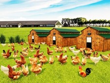 HPL chicken coop up to 100