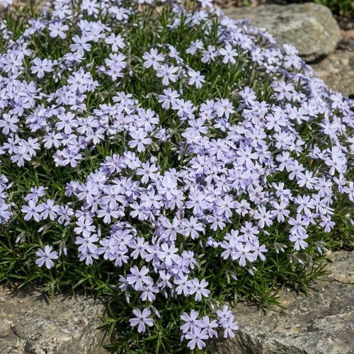 Phlox emerald cushion - 'emerald,