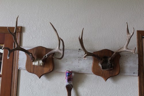 Mule deer mounts - mule, taxidermy