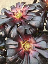 Aeonium arboreum Schwarzkopf