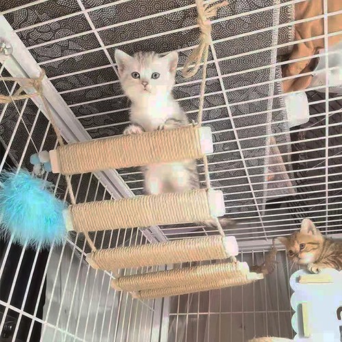 Cat climbing frame bridge - cat,