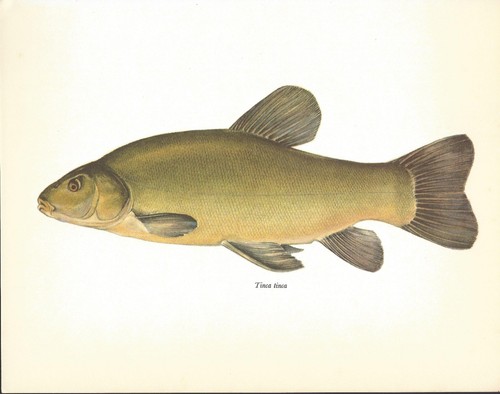 Beautiful tench fish book - beautiful,