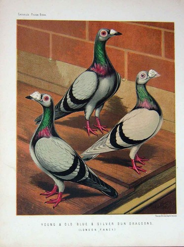 Old antique print 1874 - print, pigeon