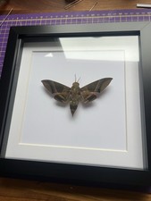 Rare giant green Hawkmoth