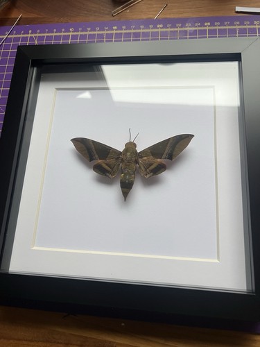 Rare giant green hawkmoth - giant,
