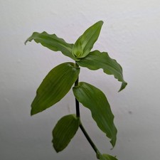 Callisia multiflora x1 Cutting