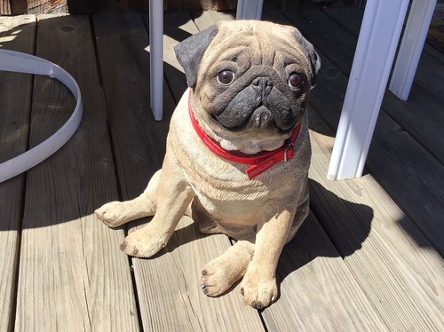 Sandi cast pug dog life - sandi,