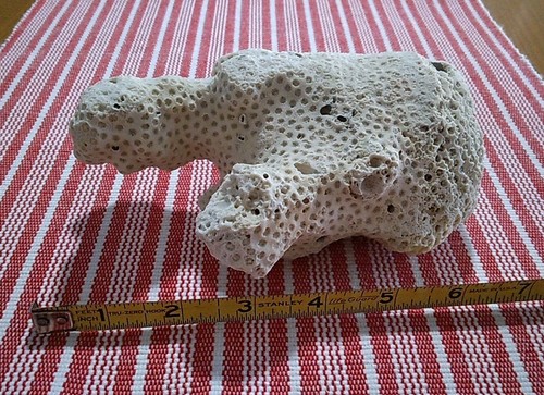 Grooved brain coral natural - grooved,