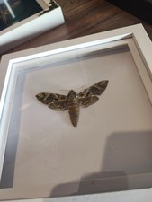 Jade Hawkmoth Daphnis