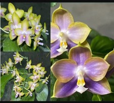 Phalaenopsis YangYang Pink Mary X Mituo Reflex x Dragon Blue Orchid Plant