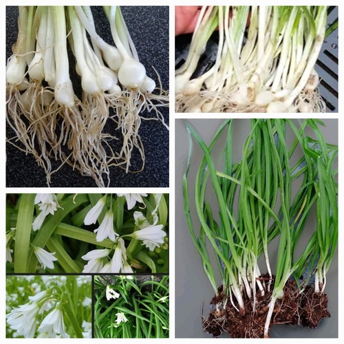 Three cornered leek plants - three,