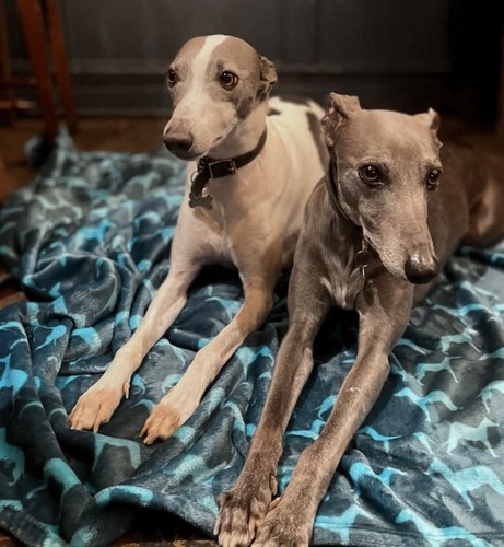 Whippet silhouette super soft - super,