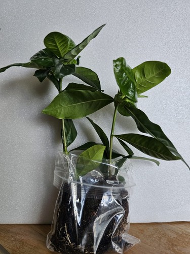 Gardenia jasminoldes 2x - |,