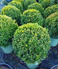 Buxus sempervirens common - buxus, (common