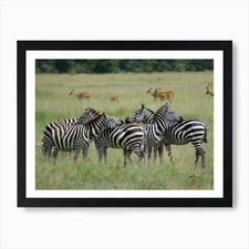 Zebras In The Grass 1 Art