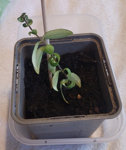 Aeschynanthus radicans rasta - aeschynanthus, 'rasta'