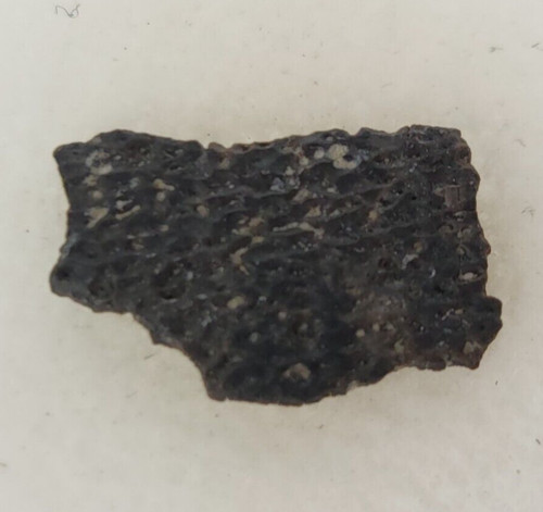 Hadrosaur egg shell - shell, fossil