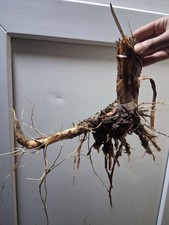 10x Bullrush Plants Pong Bog Native Koi Carp Barerooted Free Postage Organic