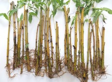 Ancient Willow Living Cuttings - fresh cut 25 cuttings - ready to plant