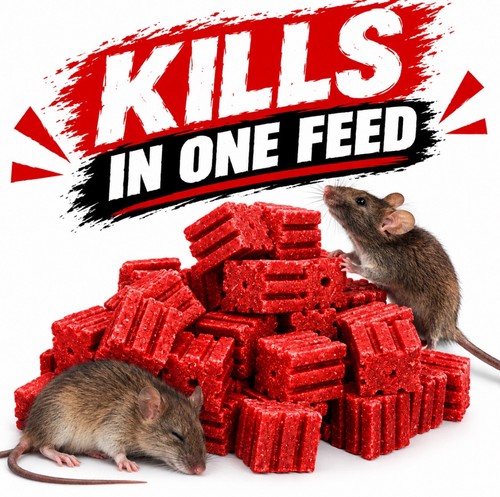 Rat mouse killer - killer, poison