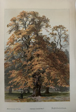 Antique Print Horse Chestnut