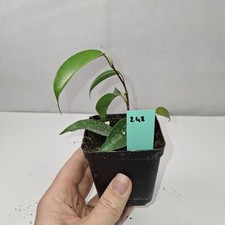 Ficus Benjamina Rooted Cutting