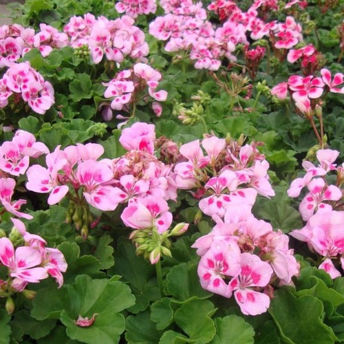 Geranium zonal candy pink - 'candy, pink'