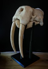 Walrus Skull - LARGE full sized Replica Including display base  - FREE shipping