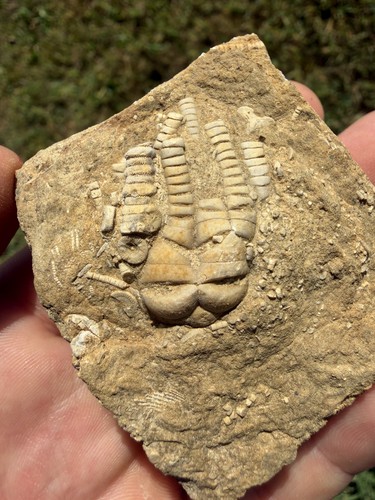 Oklahomacrinus alva crinoid - oklahomacrinus,