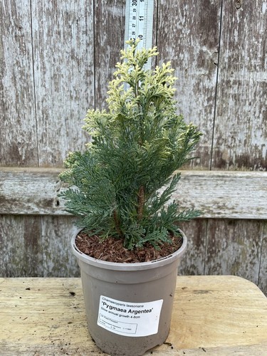 Lawson cypress pygmaea - lawson,