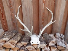 Red Deer Antlers on partial skull. 7-point antlers on naturally-bleached skull.