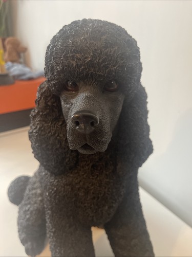 Poodle dog - poodle,