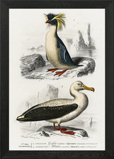 Different Types Of Birds I
